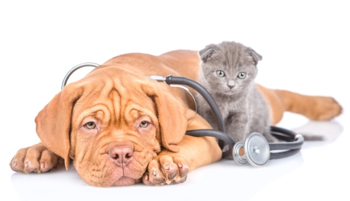 Dog and Cat with a stethescope