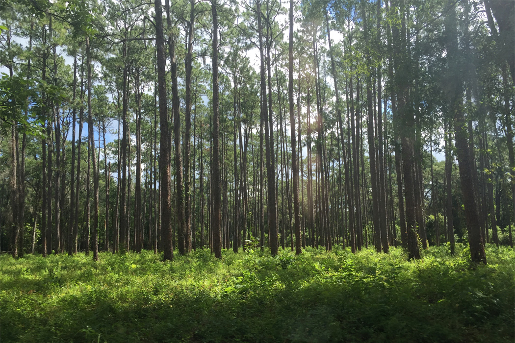 Forest