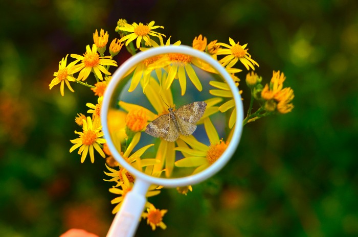 Moth on Flowers