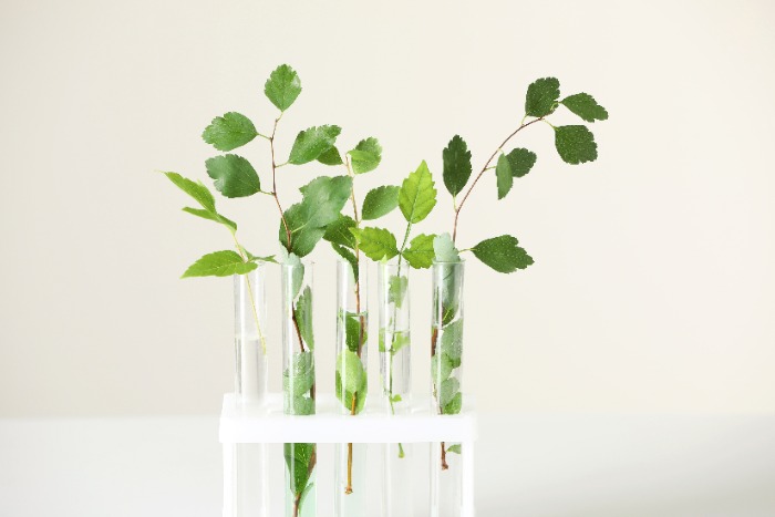 Plants in Testtubes