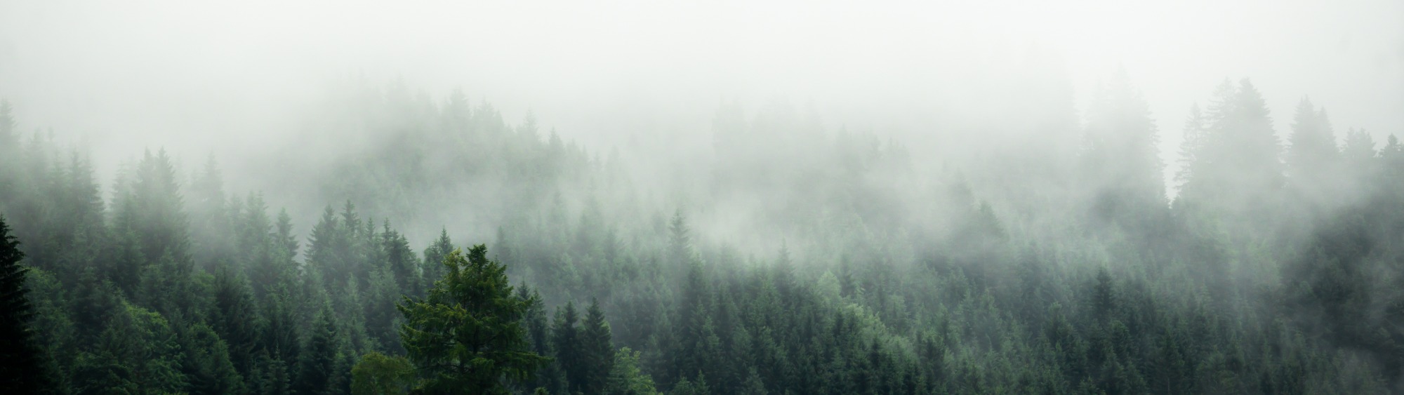 Forest and fog