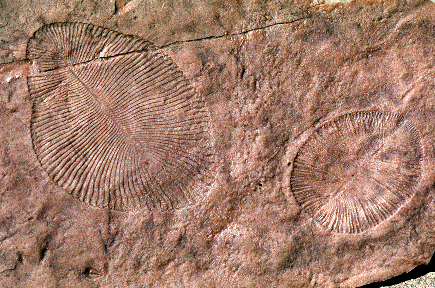 Fossils