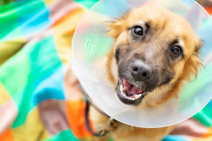 Dog with cone