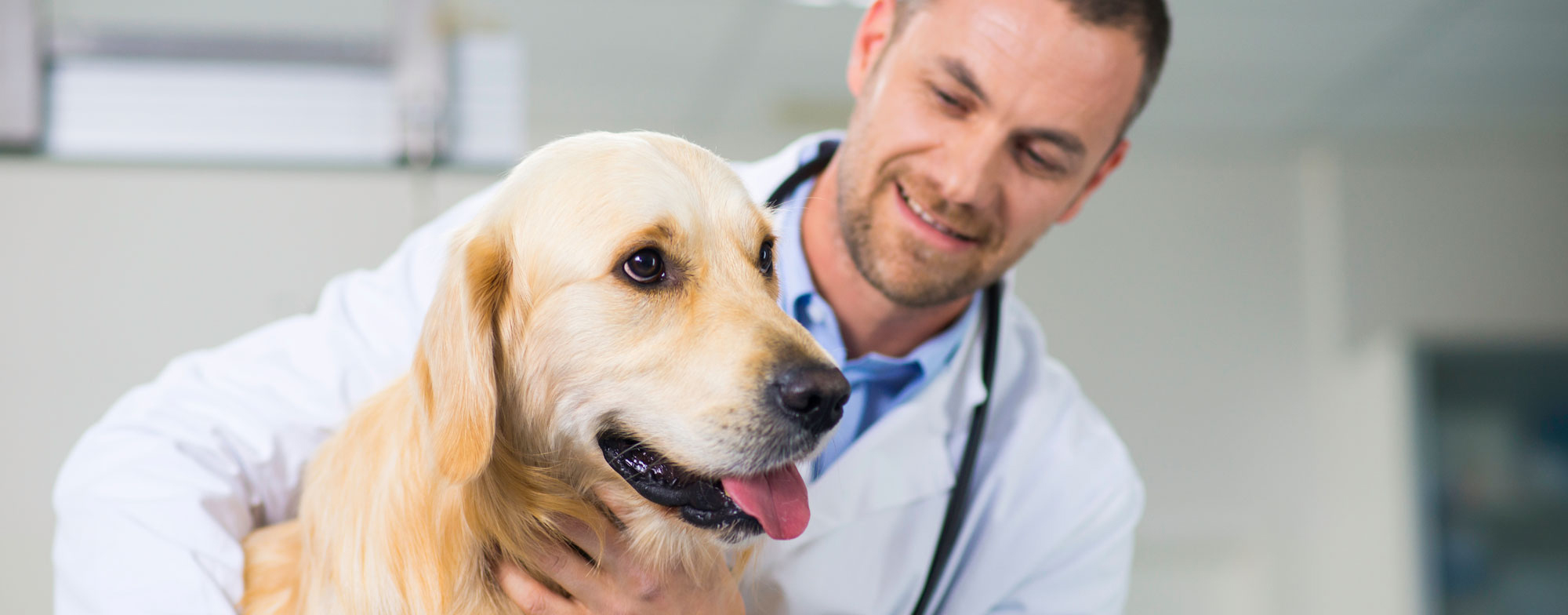 Vet looking over a Dog